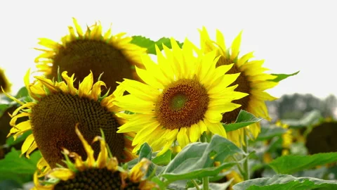 Sunflower field in the sunshine. Stock Footage 201919795