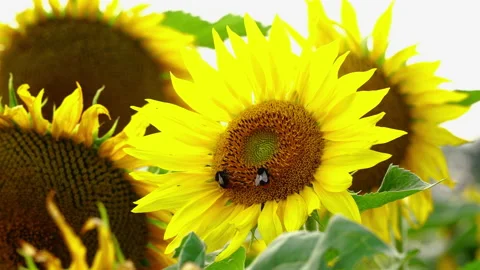 Sunflower field in the sunshine. Stock Footage 201923361