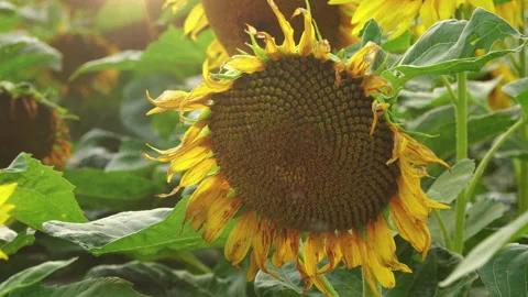 Sunflower field in the sunshine. Video stock 201924340