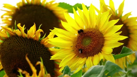Sunflower field in the sunshine. Stock Footage 201926282