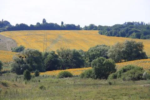 Sunflower Field Surrounded by Trees – Distant View Stock Photos