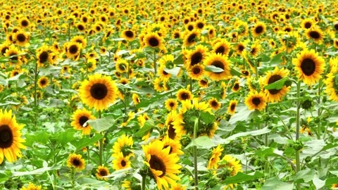 Sunflower Field Swaying Under Summer Sunlight in Rural Agricultural Landscape Stock Footage 342090582