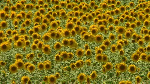 Sunflower field swaying in the wind Stock Footage 921814