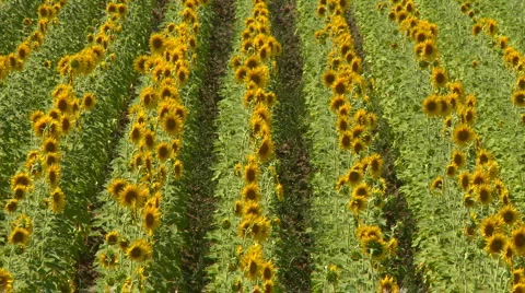 Sunflower field swaying in the wind Stock Footage 921828