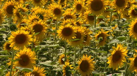 Sunflower field swaying in the wind Stock Footage 921835