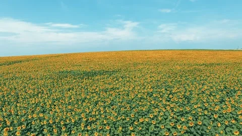 A sunflower field sways in the wind Stock Footage 143068027