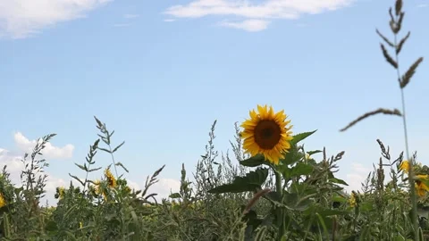 Sunflower in the field sways in the wind Video stock 164783490