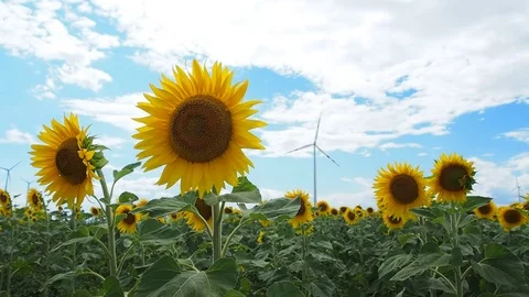 Sunflower field in technology wind mill park Stock Footage 77745682