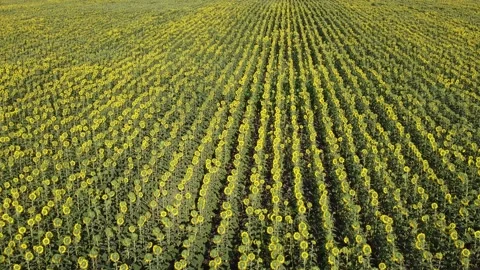 Sunflower field texture. Plant grows on a farm. Stock Footage 202909189