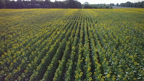 Sunflower field texture. Plant grows on a farm. Stock Footage 209663229