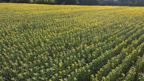 Sunflower field texture. Plant grows on a farm. Video stock 213627451