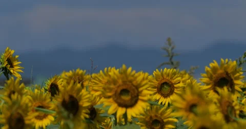 Sunflower field. Tilt-down Stock Footage 139024110