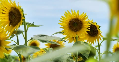 Sunflower field. Tilt-down. Stock Footage 149720433