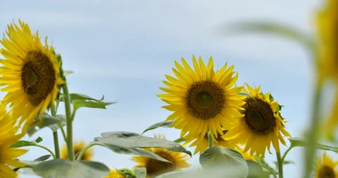 Sunflower field. Tilt-down Stock Footage 150524541
