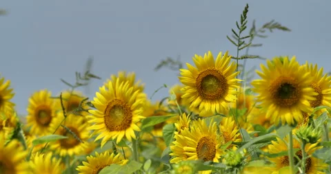 Sunflower field Tilt down. Stock Footage 151298793