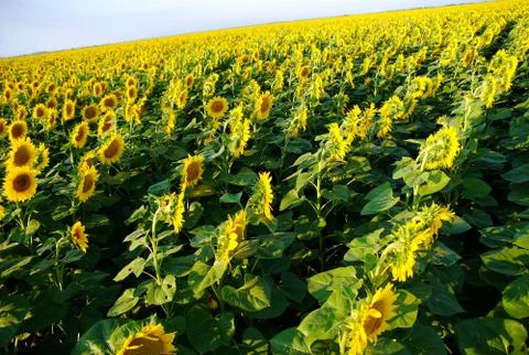 Sunflower field with tilted  perspective to left diagonal Stock Photos