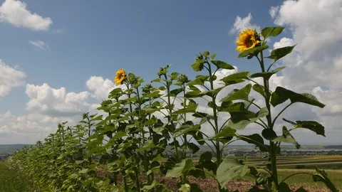 Sunflower Field Time Lapse 스톡 동영상 101208520