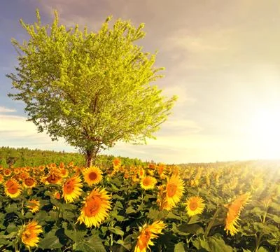 Sunflower field with tree in the sunset Stock Photos