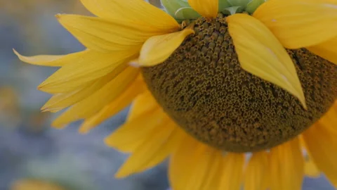 Sunflower field in Ukraine Stock Footage 194669056