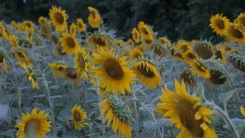 Sunflower field in Ukraine Stock Footage 194669060