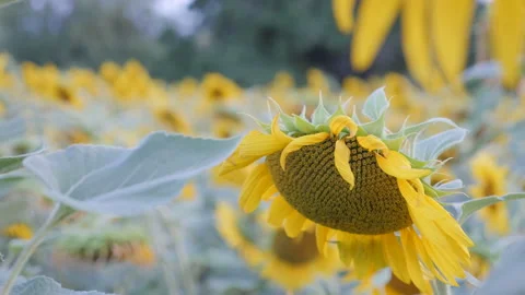 Sunflower field in Ukraine Stock Footage 194669082
