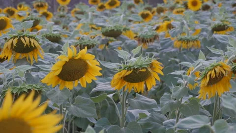Sunflower field in Ukraine Stock Footage 194669083