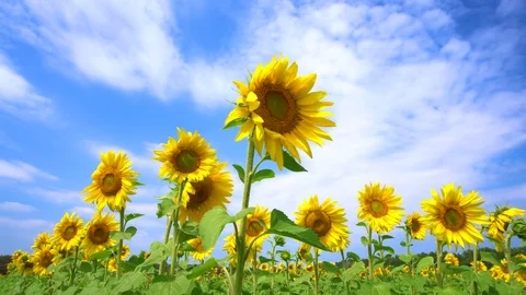 Sunflower field under blue sky. Classical colorful summer landscape. Stock-Footage 81623189