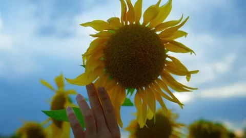 Sunflower field under blue sky with scattered clouds Vídeos de archivo 345891149