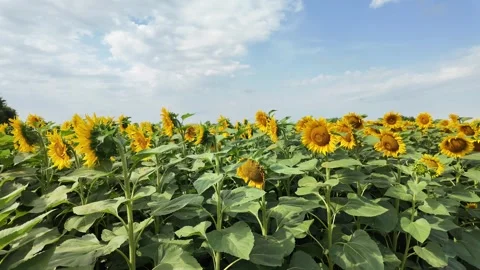 Sunflower field under bright blue sky Stock Footage 280024489