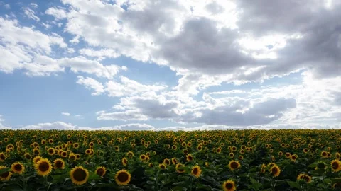 Sunflower field under a bright blue sky, summer nature landscape timelapse Stock Footage 340192679