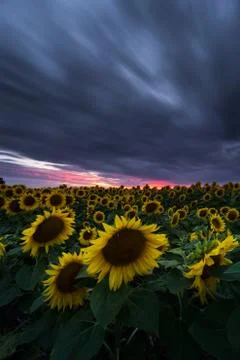 Sunflower field under dramatic dark sky and vibrant red sunset with moving cl Stock Photos