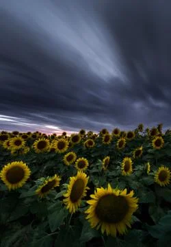 Sunflower field under dramatic dark sky and vibrant red sunset with moving cl Stock Photos