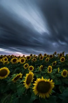 Sunflower field under dramatic dark sky and vibrant red sunset with moving cl Stock-Fotos