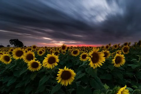 Sunflower field under dramatic dark sky and vibrant red sunset with moving cl Stock Photos