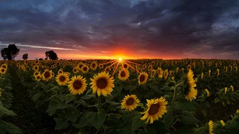 Sunflower field under dramatic dark sky and vibrant red sunset with moving cl Stock Photos