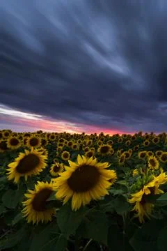 Sunflower field under dramatic dark sky and vibrant red sunset with moving cl Stock Photos