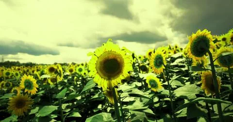 Sunflower field under a dramatic sky during late afternoon light Stock Illustration