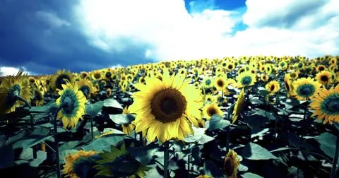 Sunflower field under a dramatic sky in mid afternoon light Stock Illustration