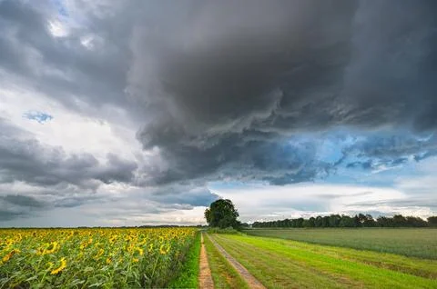 Sunflower field under dramatic stormy skies in the countryside 写真素材