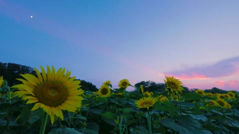 Sunflower field under moonlight at dawn twilight in Chiba Japan Stock Footage 341698315