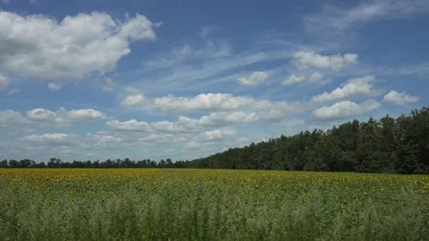 Sunflower Field under Partly Cloudy Sky. Vibrant field of sunflowers with Stock Footage 275194719