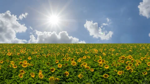 Sunflower field under a sparkle sun, agricultural time lapse scene Stock-Footage 155107183