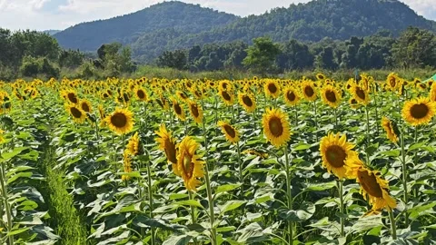 Sunflower field under the sunset Stock Footage 304943434