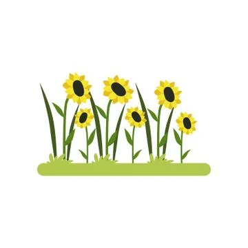 Sunflower field vector Illustration on a white background 스톡 일러스트