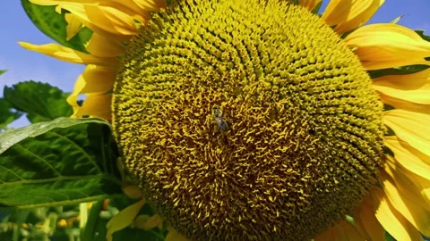 Sunflower field view with closeup Stock Footage 140738888