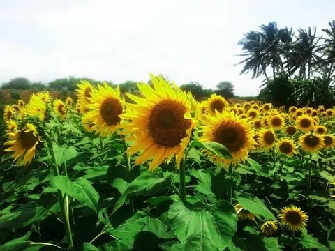 Sunflower field in a village Stock Photos
