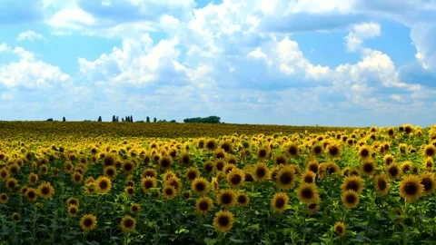 Sunflower field waves in the wind at sunny day. Beautiful view of the sunflower Vídeo Stock 336584257