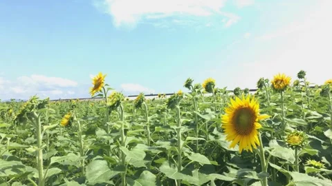 Sunflower field waves in the wind at sunny day. Beautiful view of the sunflower Vídeo Stock 336584275