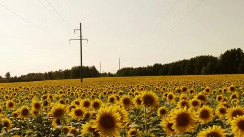 Sunflower field waves in the wind at sunny day. Beautiful view of the sunflower 動画素材 336584289