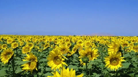 Sunflower field waves in the wind at sunny day. Beautiful view of the sunflower 動画素材 336584392